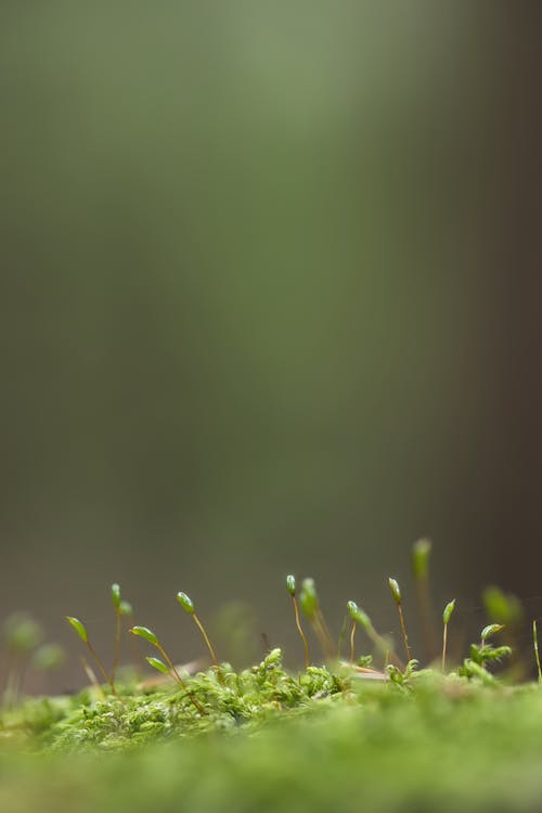 垂直拍摄, 森林, 植物群 的 免费素材图片