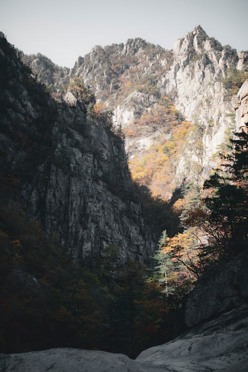 Coniferous Trees in a Mountain Valley 