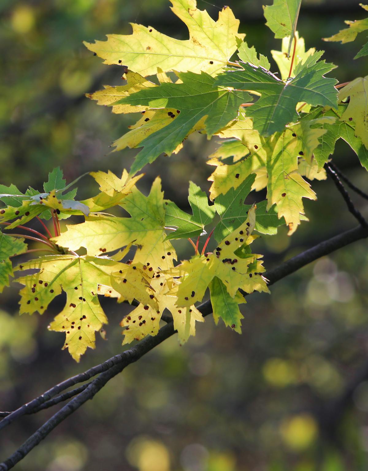 Read And Green Leaves Photos, Download The BEST Free Read And Green