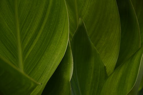Canna Lily Leaves background