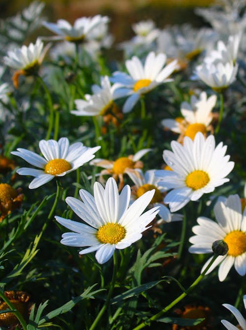 垂直拍攝, 常見的雛菊, 白色的花瓣 的 免費圖庫相片