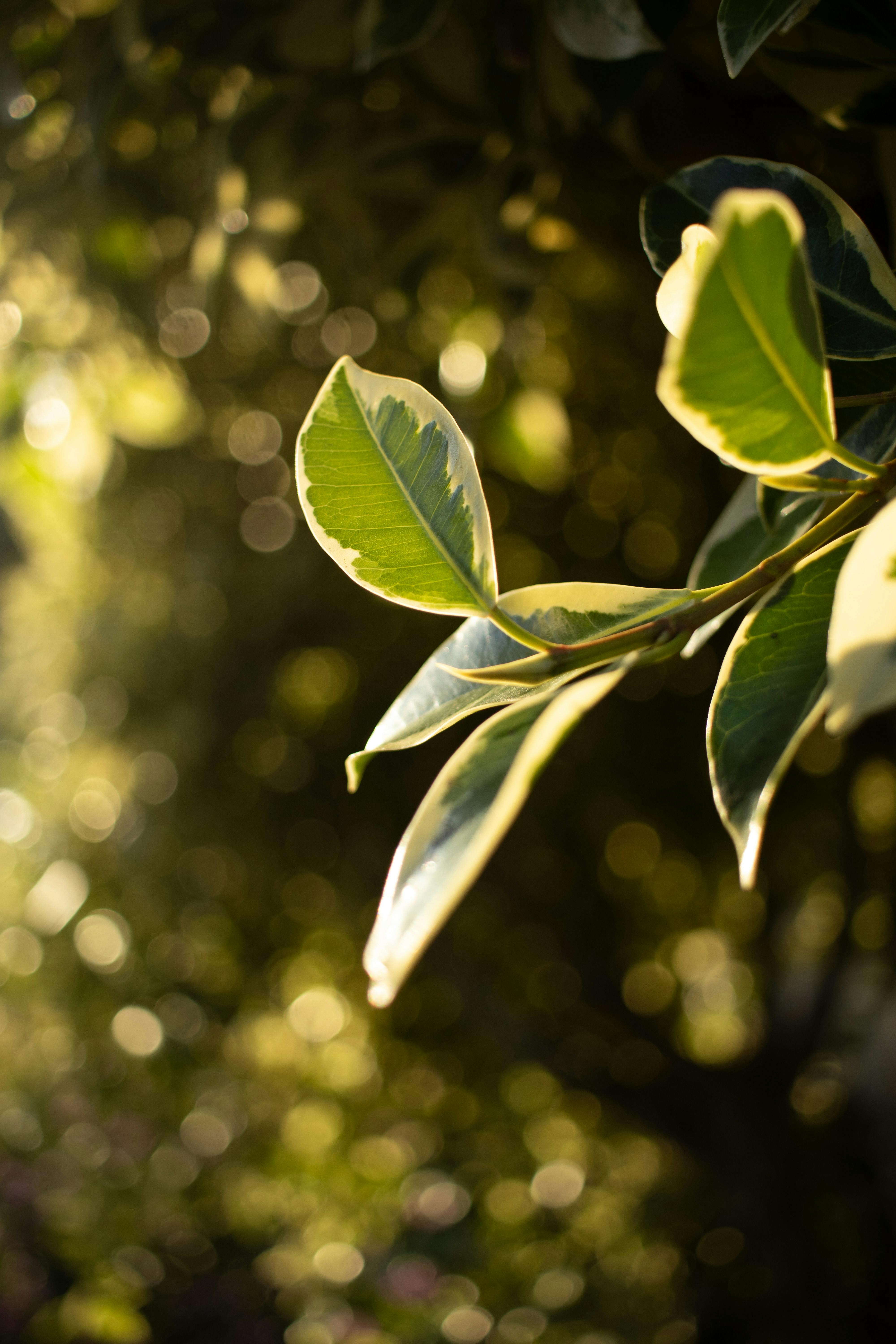 Sunlit close-up of green leaves with a natural blurred background.