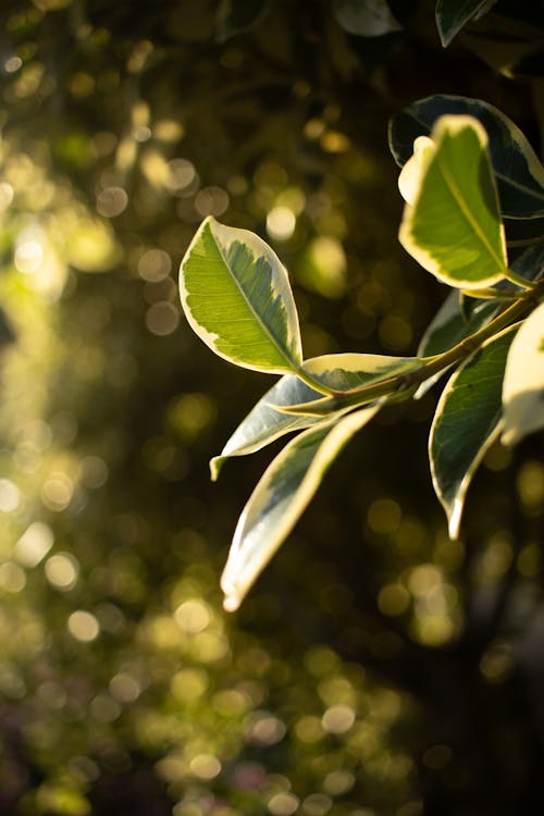 Close up of Green Leaves