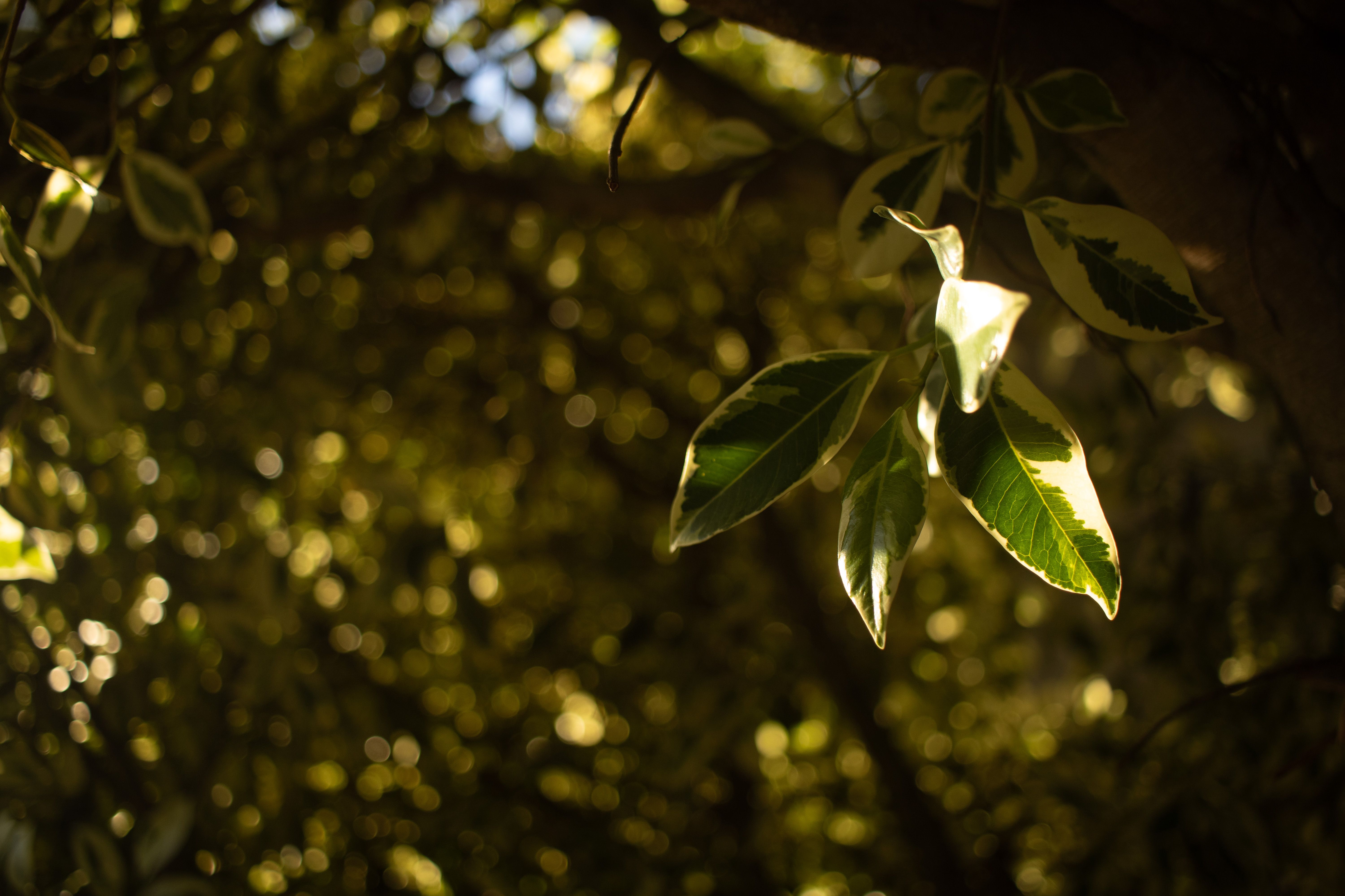Green Renaissance Photos, Download The BEST Free Green Renaissance ...