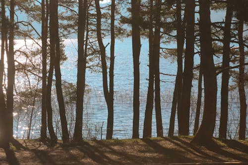 Ilmainen kuvapankkikuva tunnisteilla auringonvalo, hohtavan, järvi