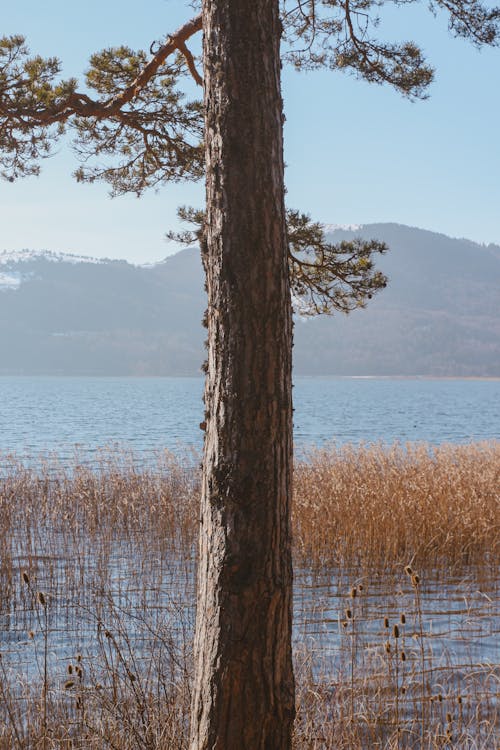 Ilmainen kuvapankkikuva tunnisteilla järvi, luonto, puu