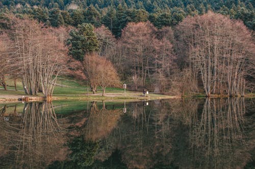 Foto profissional grátis de árvores, cenário, floresta