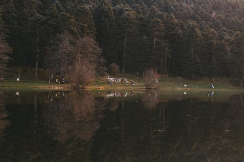 Photos gratuites de champ, fleuve, forêt