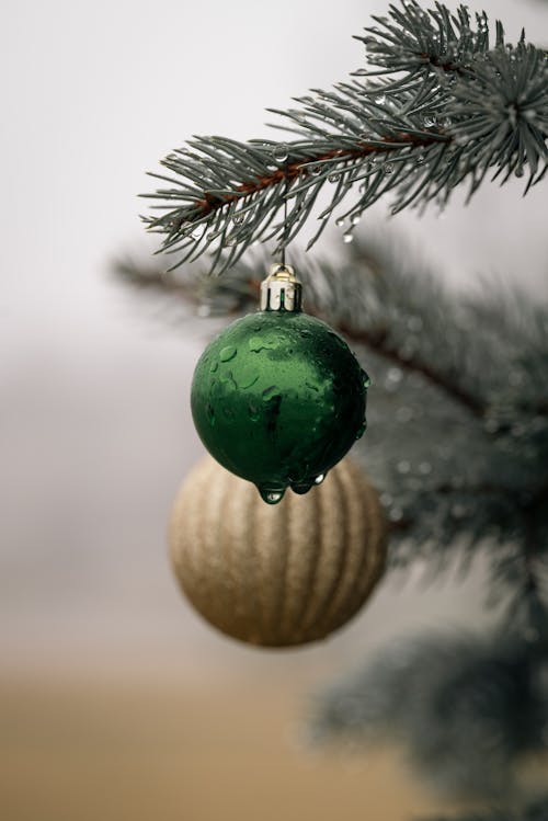 Wet Baubles Hang on Conifer Tree