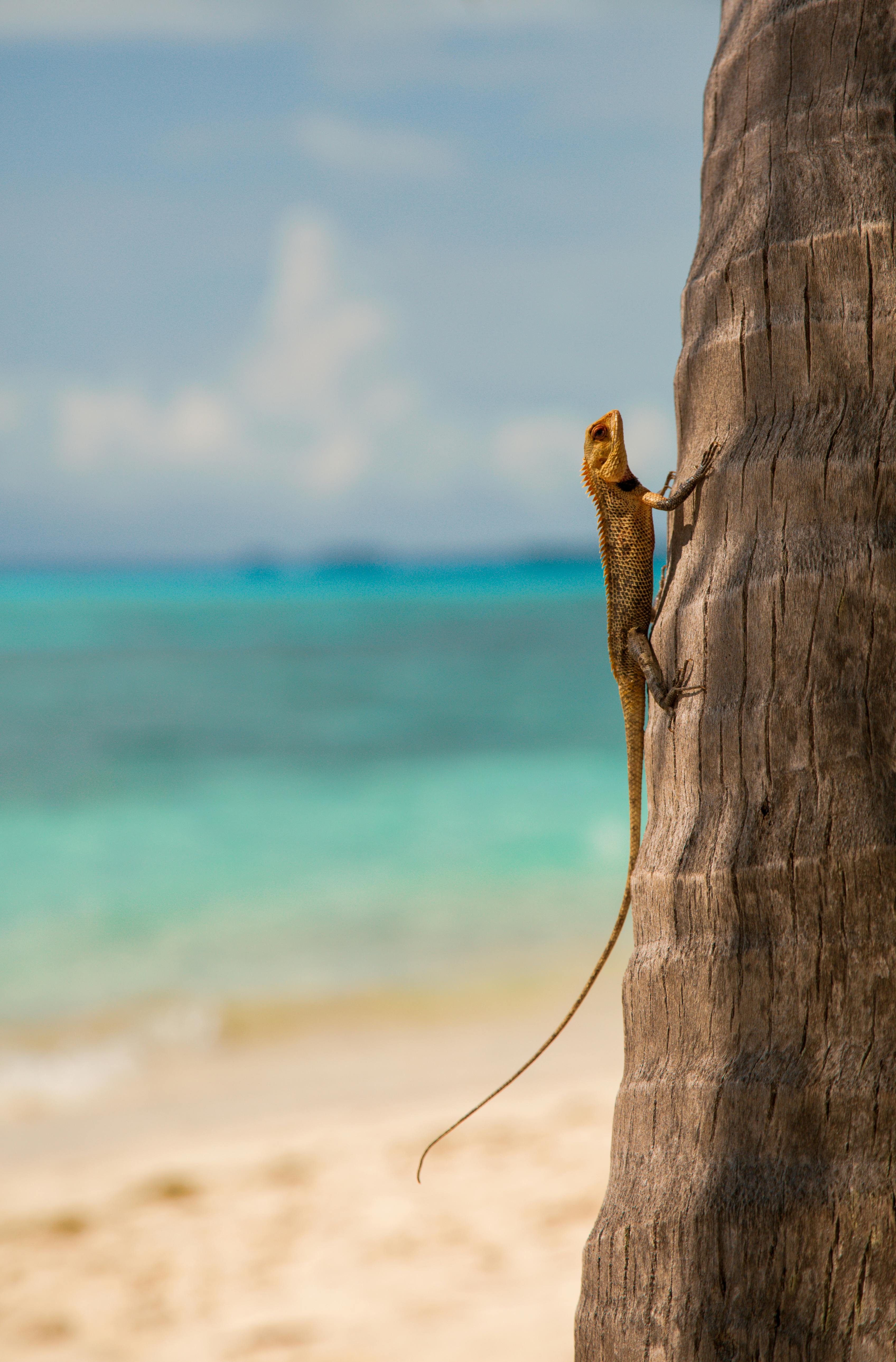 Lizard climbing a palm tree at a tropical beach with blue ocean background.