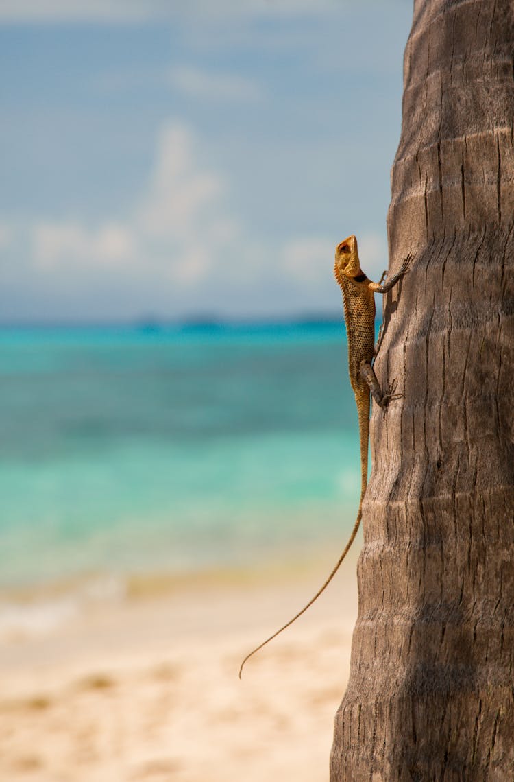 Small Lizard Climbing A Palm Tree