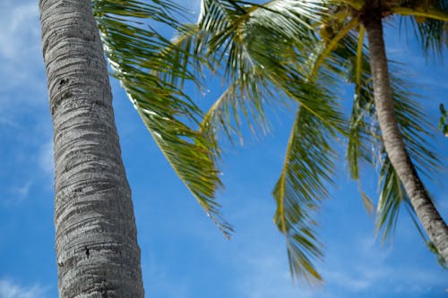 Бесплатное стоковое фото с лето, листья, пальмовые деревья