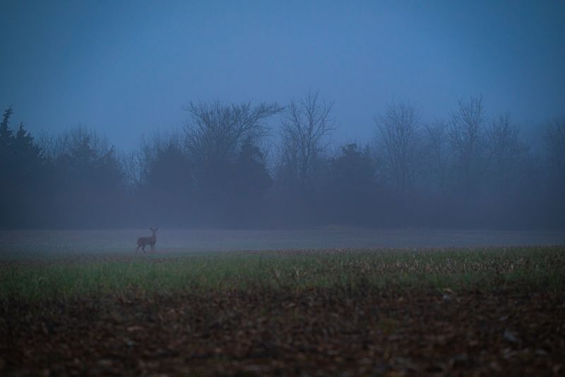 Corzo en pradera al atardecer fauna silvestre europea caza en reserva nacional
