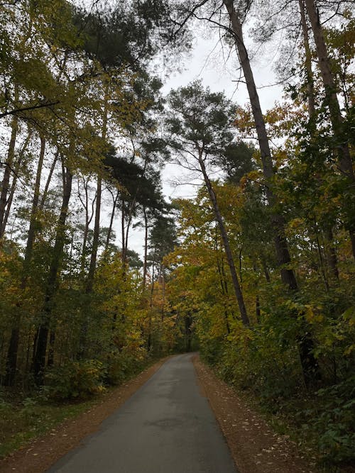 Photos gratuites de asphalte, automne, forêt