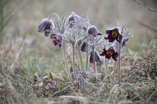 Ilmainen kuvapankkikuva tunnisteilla kukka, violetti kukka, vuokko