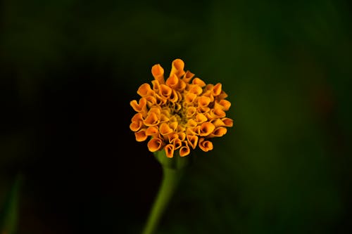 オレンジ色の花びら, フローラルエレガンス, マリーゴールドの花の無料の写真素材