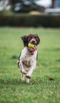 Brown and white dog running with a tennis ball in a green park.