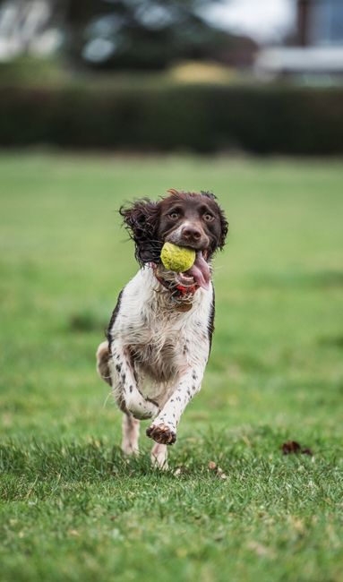 Brown and white dog running with a tennis ball in a green park.