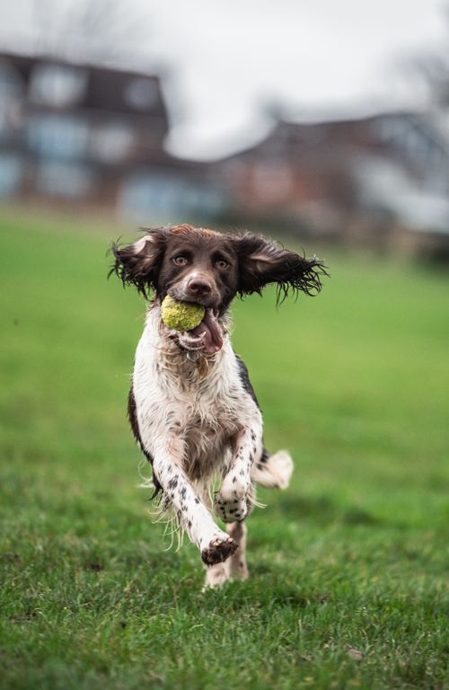 Free Springer Spaniel dog running with a ball in a grassy field on a cloudy day. Stock Photo