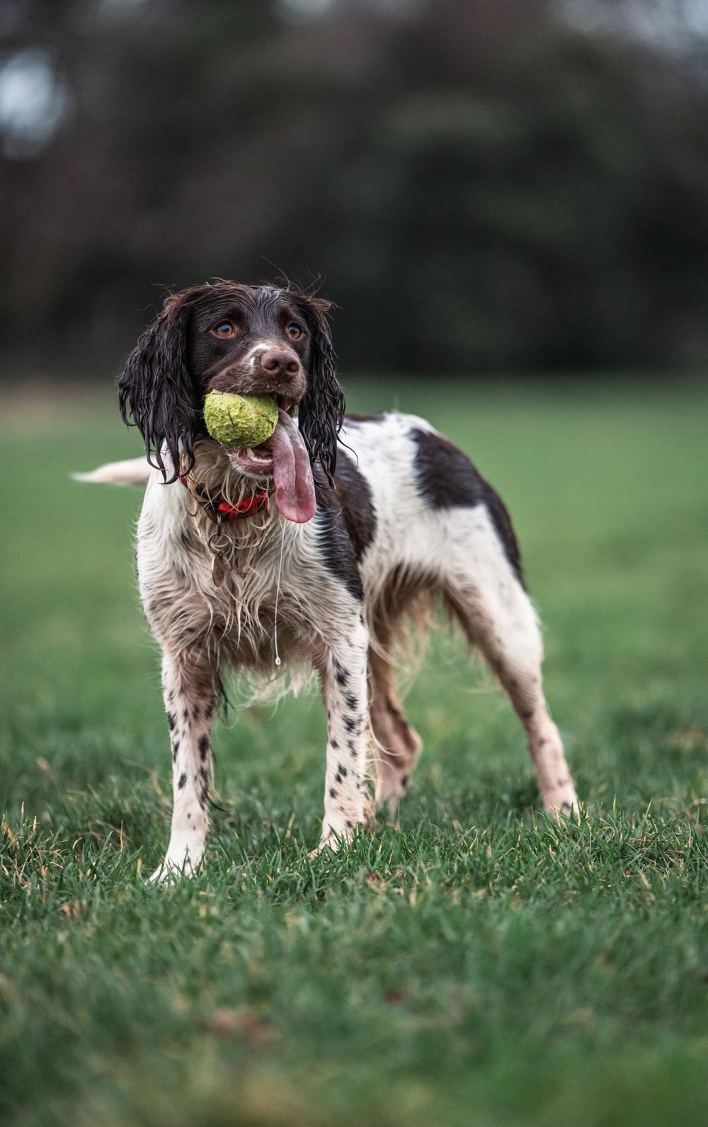 English Springer Spaniel, photo 5