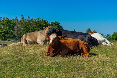 Group of domestic cattle relaxing in a rural meadow under the sky