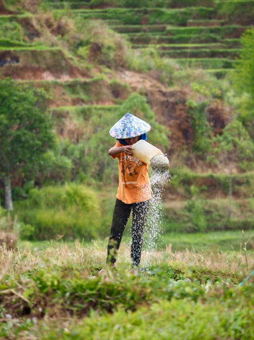 Person Sowing Rice in a Field