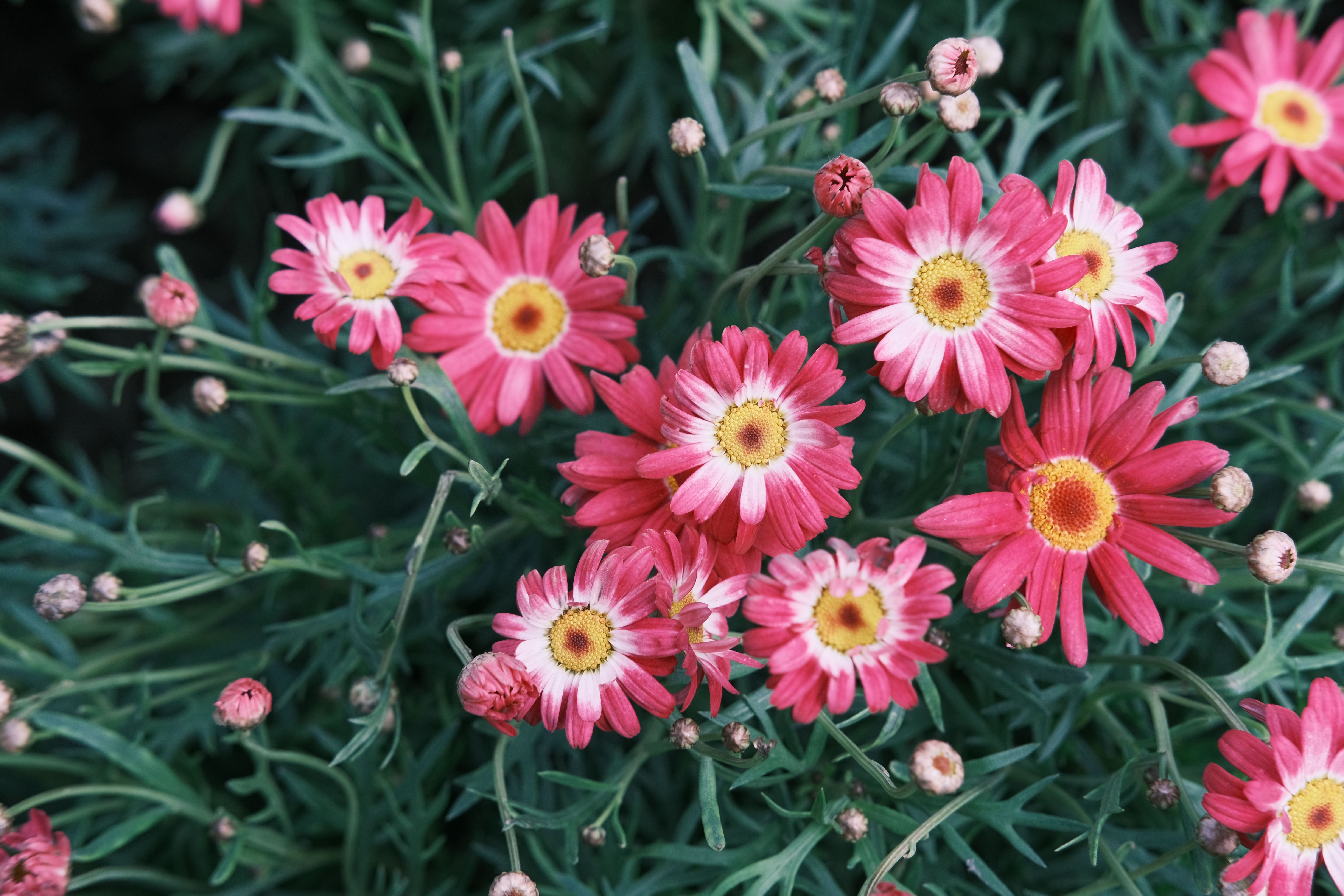 Pink Flowers in a Garden · Free Stock Photo
