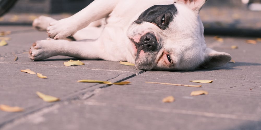 Nồi chiên không dầu Unie - Giải pháp hoàn hảo cho bữa ăn ngon miệng và lành mạnh