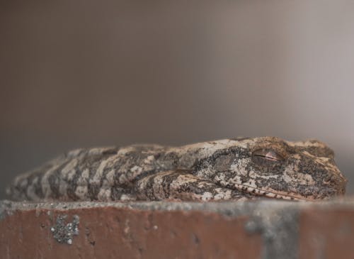 Photos gratuites de amoureux des animaux, photo de nature, photographier