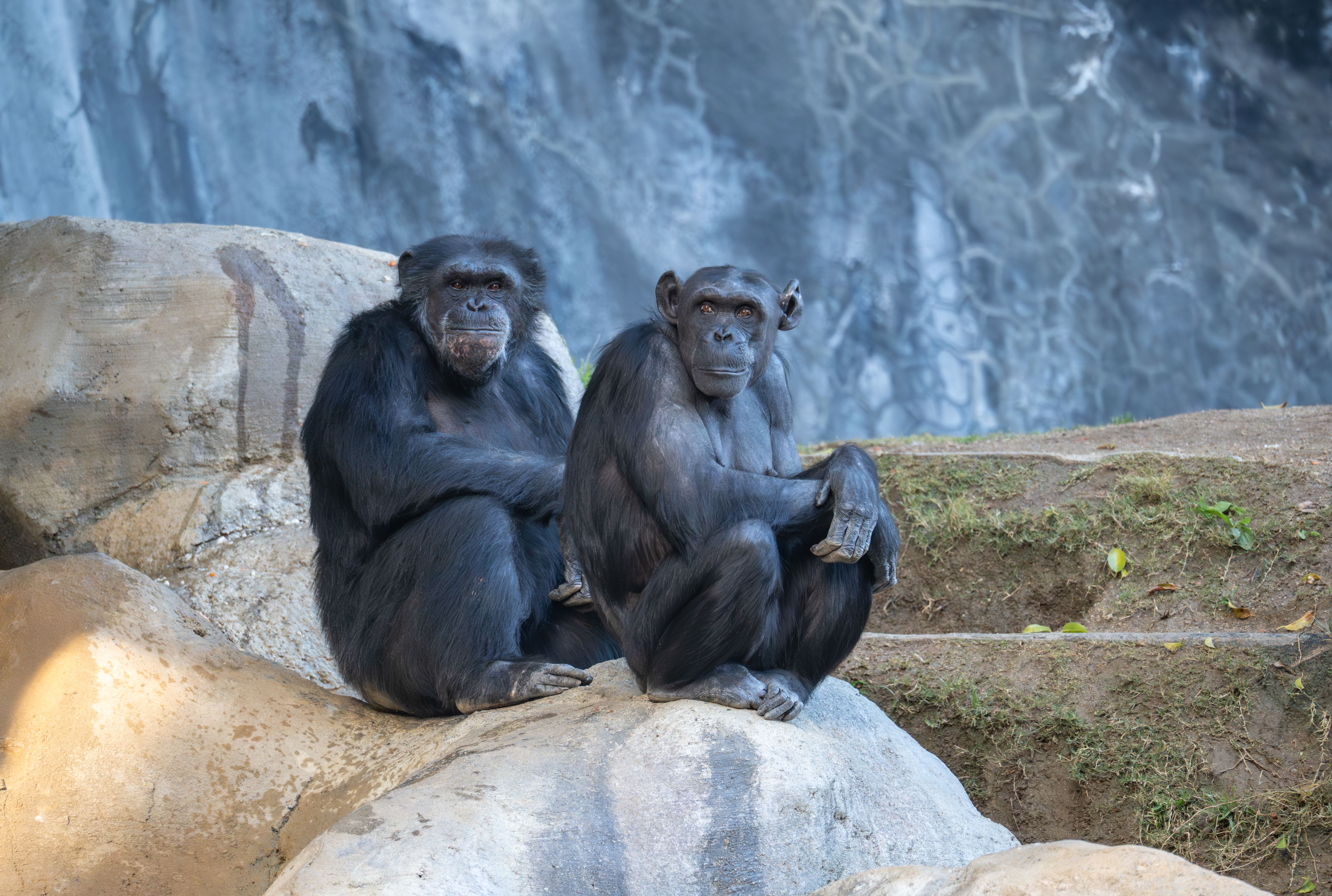 Grey and White Monkey · Free Stock Photo