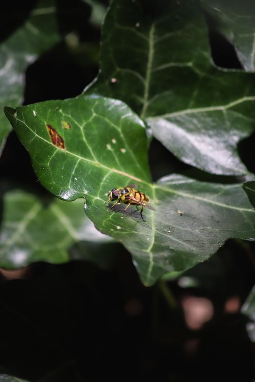 Free Close-up of a hoverfly resting on a vibrant green leaf, bathed in natural sunlight. Stock Photo