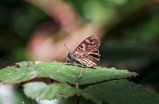 Close-up of a Speckled Wood butterfly resting on a green leaf in natural light.