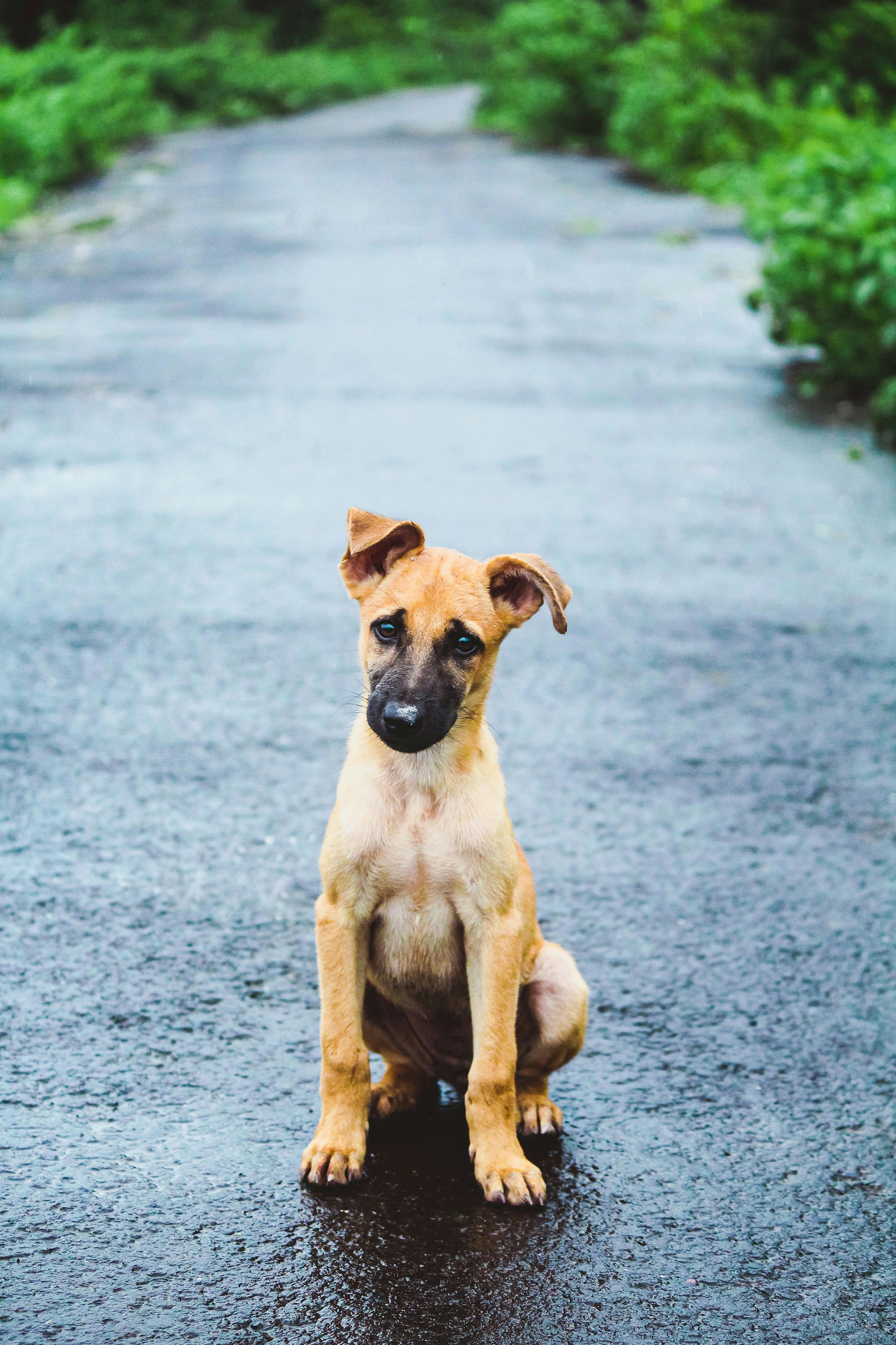 Sanitizing Dog Toys And Bedding: Tips And Tricks