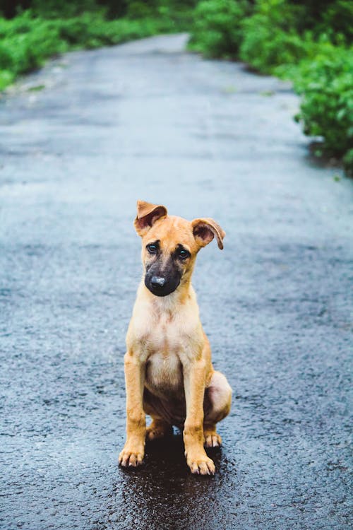 Foto stok gratis anak anjing, anjing, duduk