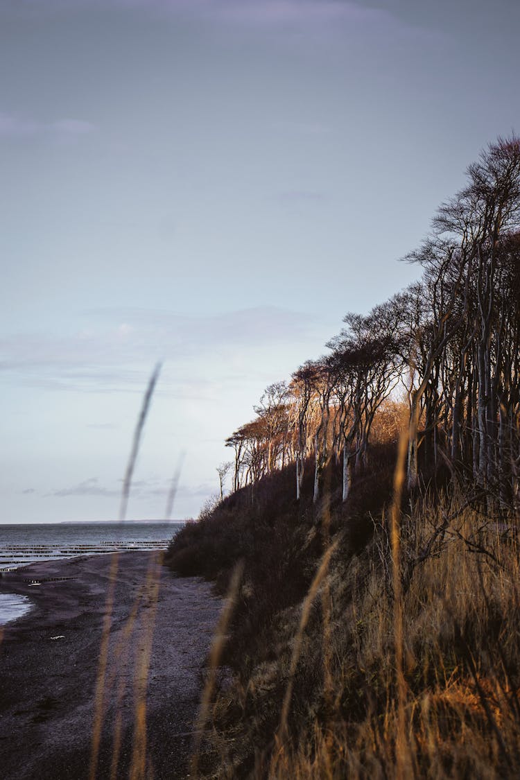 Forest On Hill On Sea Shore