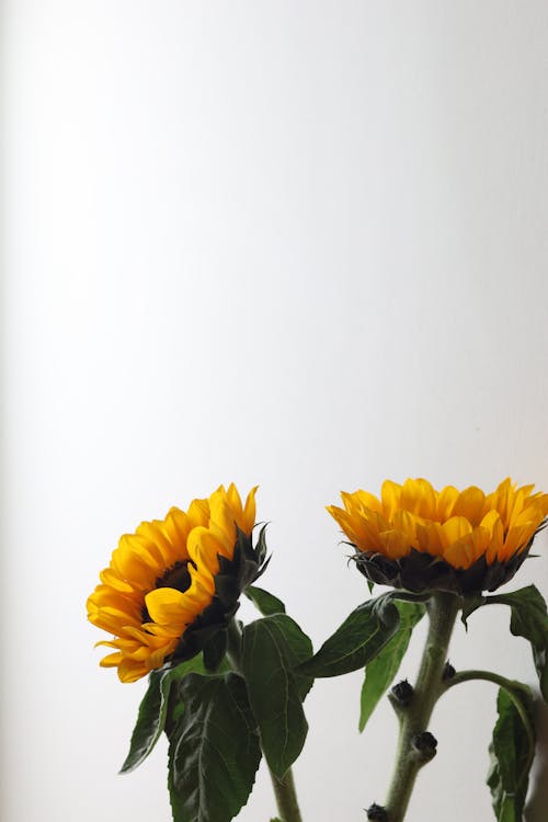 Sunflowers on White Background