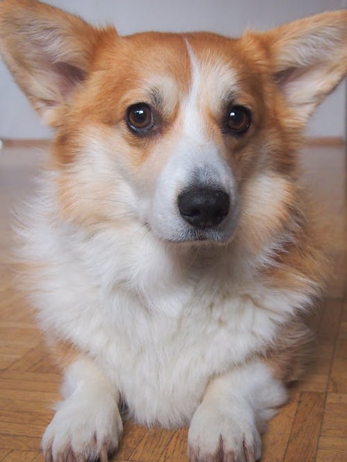 Pembroke Welsh Corgi Dog