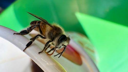 honey bee sucking on sweet