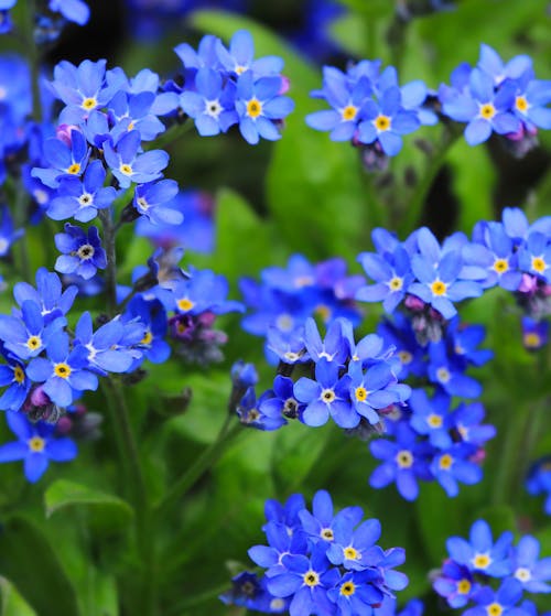 Close up of Blue Flowers