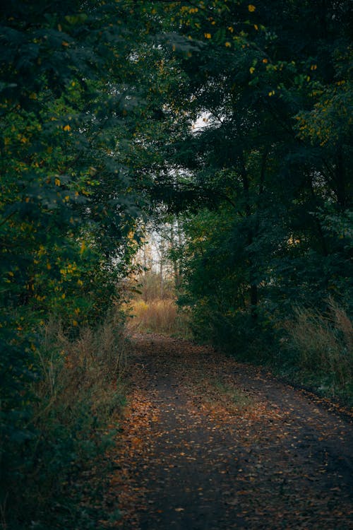 Kostenloses Stock Foto zu bäume, feldweg, grün