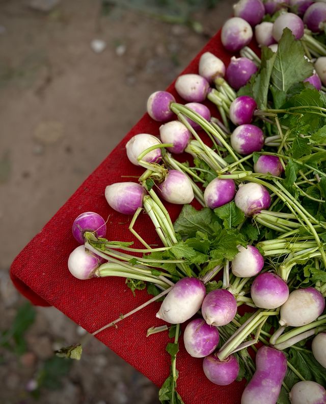 turnip