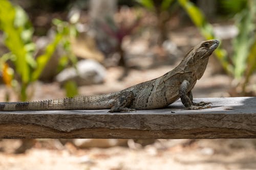 Chameleon on Wood