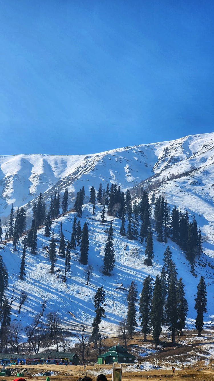 Trees On Hill In Snow