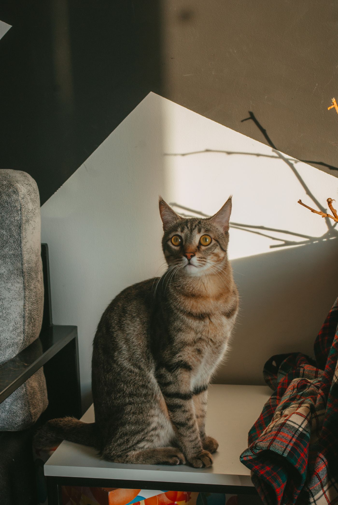 Tabby cat relaxing comfortably inside a sunlit living room