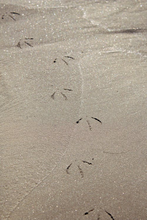 Δωρεάν στοκ φωτογραφιών με ακτή, άμμος, βρεγμένη άμμος