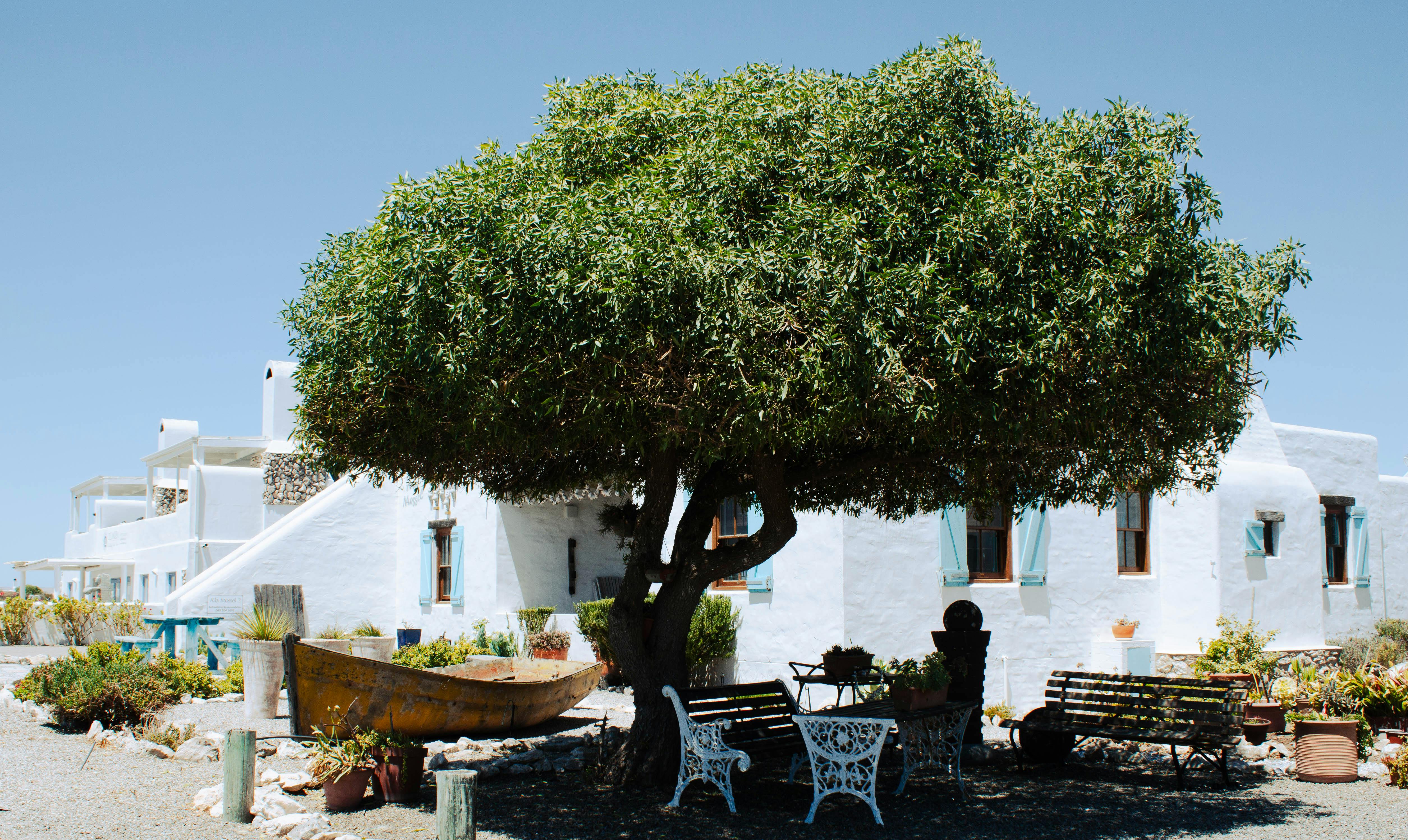 A peaceful courtyard featuring a large tree and rustic furniture in Paternoster, South Africa.
