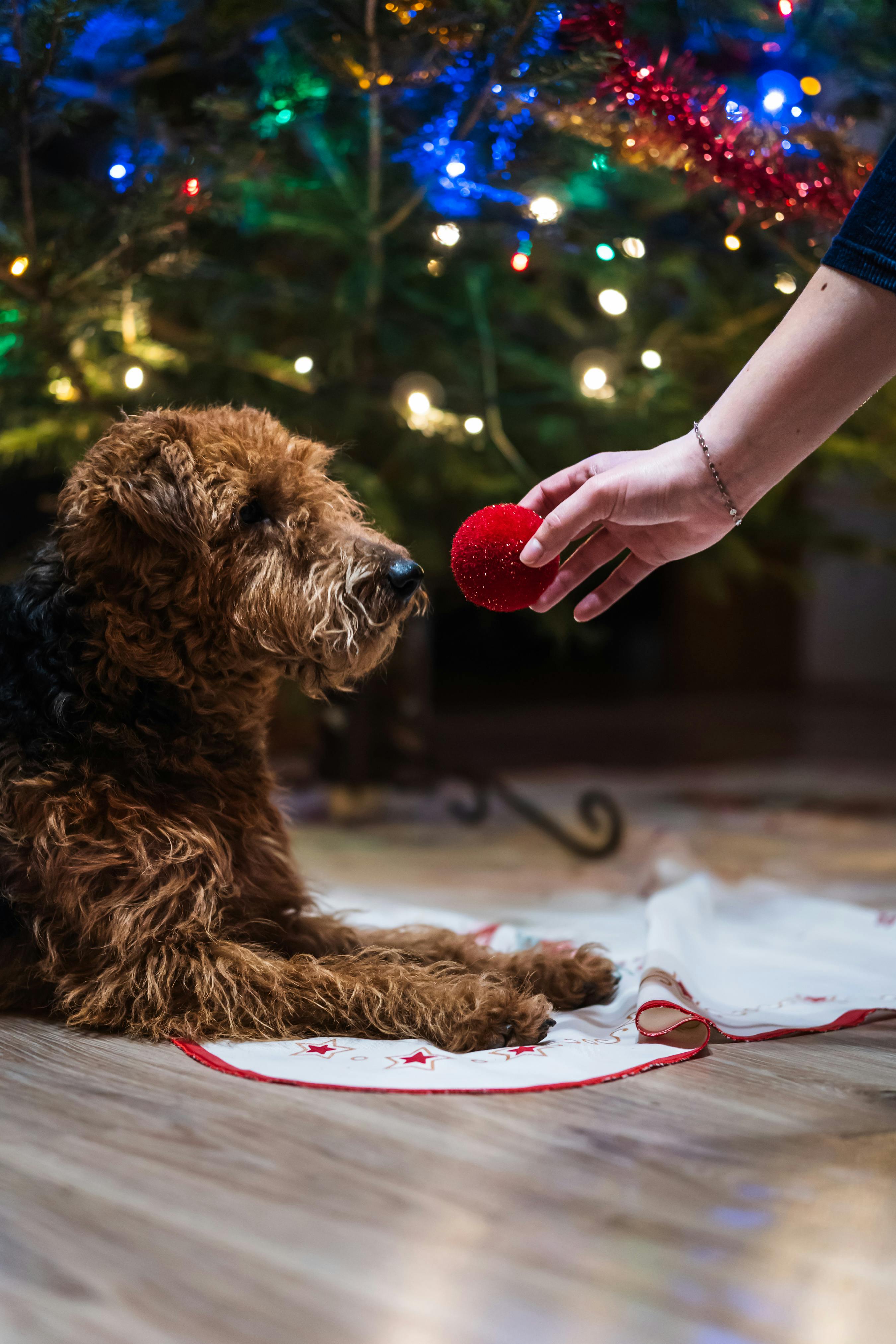 Woman Giving a Toy Ball to a Dog Lying by the Christmas Tree