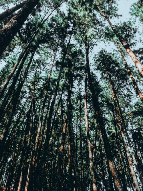 Free Pine Forest Stock Photo