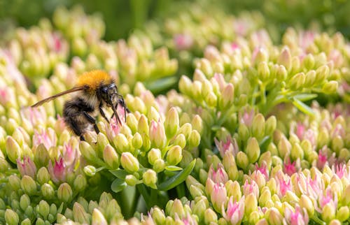 Foto profissional grátis de abelha, flores, fotografia da vida selvagem