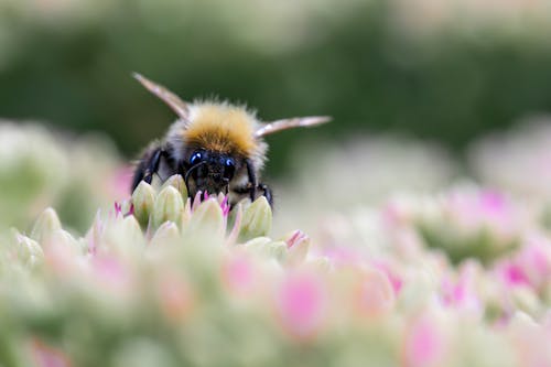 Fotos de stock gratuitas de abejorro, enfoque selectivo, flores